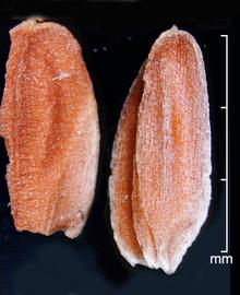  Oryza punctata . Brown caryopses. Photo by Julia Scher, USDA-APHIS-PPQ.