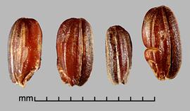  Oryza rufipogon.  Caryopsis with dark red pericarp. Photo by Julia Scher, USDA-APHIS-PPQ.