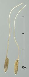  Oryza rufipogon . Laterally striate spikelets. Photo by Julia Scher, USDA-APHIS-PPQ.