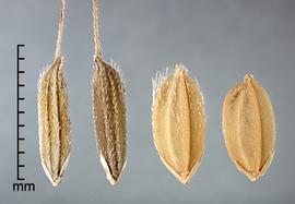  Oryza rufipogon.  Spikelets with scattered appressed hairs. Photo by Julia Scher, USDA-APHIS-PPQ.