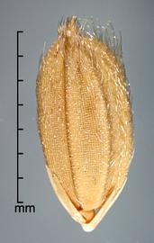  Oryza rufipogon.  Spikelets with scattered appressed hairs. Photo by Julia Scher, USDA-APHIS-PPQ.