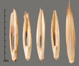  Pascopyrum smithii.  Scurfy and sparsely pubescent florets with hairs on the lateral sides of the callus. Photo by Julia Scher, USDA-APHIS-PPQ.