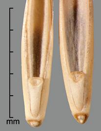  Pascopyrum smithii.  Scurfy and sparsely pubescent florets with hairs on the lateral sides of the callus. Photo by Julia Scher, USDA-APHIS-PPQ.