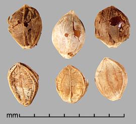  Paspalum scrobiciulatum.  Florets with papery glumes are often attached. Photo by Julia Scher, USDA-APHIS-PPQ.