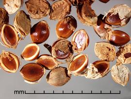  Paspalum scrobiciulatum.  Florets with papery glumes are often attached. Photo by Julia Scher, USDA-APHIS-PPQ.