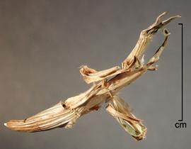  Pennisetum clandestinum.  Florets. Photo by Julia Scher, USDA-APHIS-PPQ.