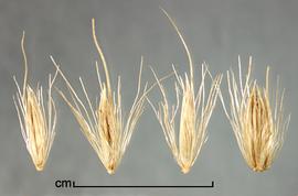  Cenchrus caudatus.  Florets with many filaments attached to the callus. Photo by Julia Scher, USDA-APHIS-PPQ.