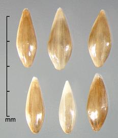  Cenchrus pedicellatus.  Shiny and smooth florets. Photo by Julia Scher, USDA-APHIS-PPQ.