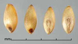  Cenchrus pedicellatus.  Florets with caryopses that have strong spatulate embryos over half their length. Photo by Julia Scher, USDA-APHIS-PPQ.