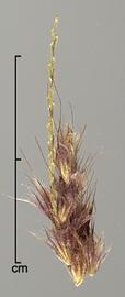  Pennisetum polystachion.  Unconditioned seeds with feathery filaments attached to the callus. Photo by Julia Scher, USDA-APHIS-PPQ.