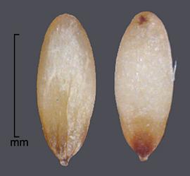  Pennisetum polystachion.  Florets with a caryopsis that has an inconspicuous embryo. Photo by Julia Scher, USDA-APHIS-PPQ.