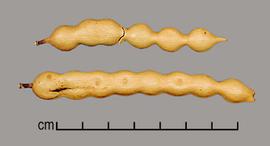  Prosopis alpataco.  Seeds in pods. Photo by Julia Scher, USDA-APHIS-PPQ.