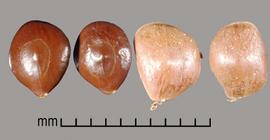  Prosopis alpataco.  Light brown, oval-shaped seeds. Photo by Julia Scher, USDA-APHIS-PPQ.