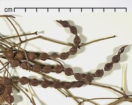  Prosopis argentina.  Seeds in pods. Photo by Julia Scher, USDA-APHIS-PPQ.
