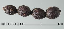  Prosopis argentina.  Seeds in pods. Photo by Julia Scher, USDA-APHIS-PPQ.