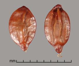  Prosopis argentina.  Seeds with a circular line between the margin and center. Photo by Julia Scher, USDA-APHIS-PPQ.