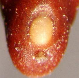  Prosopis argentina.  Hilum at the base. Photo by Julia Scher, USDA-APHIS-PPQ.