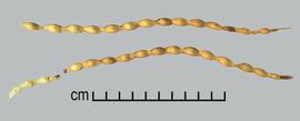  Prosopis velutina.  True seeds are in seed pods. Photo by Julia Scher, USDA-APHIS-PPQ.
