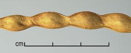  Neltuma articulata . Fruits. Photo by Julia Scher, USDA-APHIS-PPQ.