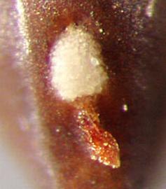  Neltuma articulata . True seeds with the hilum at the base, with a small lateral protrusion. Photo by Julia Scher, USDA-APHIS-PPQ.