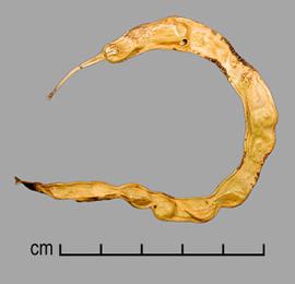  Prosopis caldenia.  Seeds in pods. Photo by Julia Scher, USDA-APHIS-PPQ.