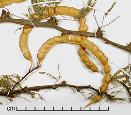  Prosopis caldenia.  Seeds in pods. Photo by Julia Scher, USDA-APHIS-PPQ.