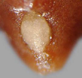  Prosopis caldenia.  Seed hilum. Photo by Julia Scher, USDA-APHIS-PPQ.