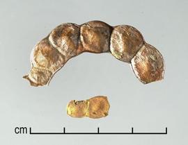  Prosopis campestris.  Seeds in pods. Photo by Julia Scher, USDA-APHIS-PPQ.