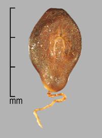  Prosopis campestris.  Seeds in pods. Photo by Julia Scher, USDA-APHIS-PPQ.