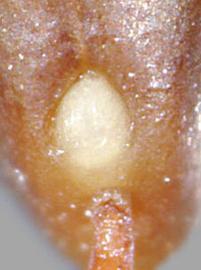  Prosopis castellanosii.  Hilum at the base. Photo by Julia Scher, USDA-APHIS-PPQ.