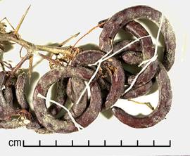  Prosopis denudans.  Seeds in pods. Photo by Julia Scher, USDA-APHIS-PPQ.