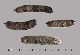  Prosopis denudans.  Seeds in pods. Photo by Julia Scher, USDA-APHIS-PPQ.
