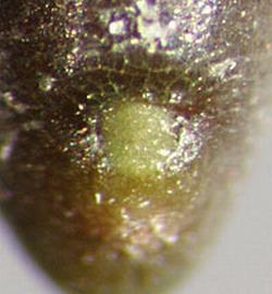  Prosopis denudans.  Hilum at the base. Photo by Julia Scher, USDA-APHIS-PPQ.