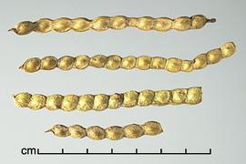  Prosopis elata.  Seeds in pods. Photo by Julia Scher, USDA-APHIS-PPQ.