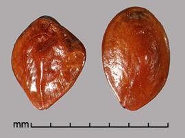  Prosopis elata.  Shiny and wrinkled true seeds. Photo by Julia Scher, USDA-APHIS-PPQ.