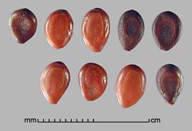  Prosopis farcta.  True seeds with fine longitudinal striations. Photo by Julia Scher, USDA-APHIS-PPQ.