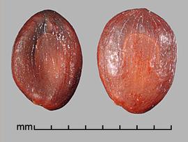  Prosopis farcta.  True seeds with fine longitudinal striations. Photo by Julia Scher, USDA-APHIS-PPQ.