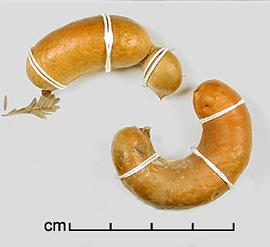  Prosopis ferox.  Seeds in pods. Photo by Julia Scher, USDA-APHIS-PPQ.