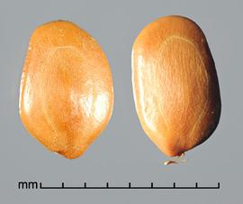  Prosopis fiebrigii.  True seeds that are smooth with fine longitudinal striations. Photo by Julia Scher, USDA-APHIS-PPQ.