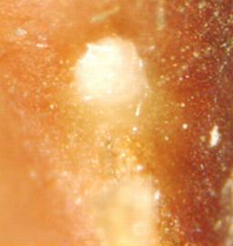 Prosopis fiebrigii.  Hilum on bottom. Photo by Julia Scher, USDA-APHIS-PPQ.