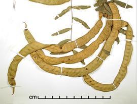  Prosopis hassleri.  Seeds in pods. Photo by Julia Scher, USDA-APHIS-PPQ.