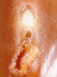  Prosopis hassleri.  Hilum at base. Photo by Julia Scher, USDA-APHIS-PPQ.