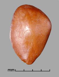 Prosopis humilis.  True seeds with a small, faint circular line between the margin and center. Photo by Julia Scher, USDA-APHIS-PPQ.
