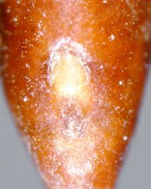  Prosopis humilis.  Hilum is on the bottom. Photo by Julia Scher, USDA-APHIS-PPQ.