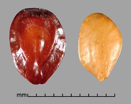  Prosopis kuntzei.  Reddish-brown and yellow seeds. Photo by Julia Scher, USDA-APHIS-PPQ.