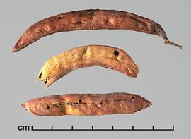 Prosopis palmeri.  Seeds in pods.Photo by Julia Scher, USDA-APHIS-PPQ.