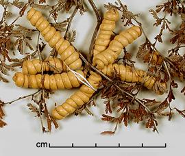  Prosopis reptans.  Seeds in pods. Photo by Julia Scher, USDA-APHIS-PPQ.