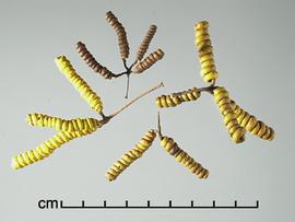  Prosopis reptans.  Seeds in pods. Photo by Julia Scher, USDA-APHIS-PPQ.