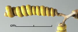  Prosopis reptans.  Seeds in pods. Photo by Julia Scher, USDA-APHIS-PPQ.