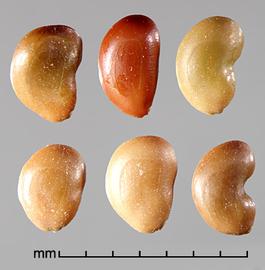  Prosopis reptans.  D-shaped seeds. Photo by Julia Scher, USDA-APHIS-PPQ.